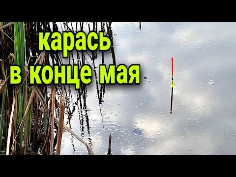 Видео: Ловля карася в конце мая. Душевная рыбалка на поплавок