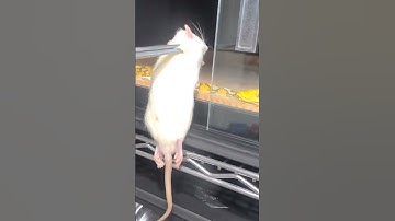 Gourmet food for snake! #video #subscribe #viral #youtubeshorts #amazing #animals #pet #attitude