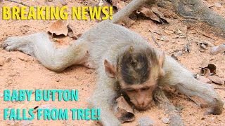 Breaking Newsbaby On Fall From Tree About 7 M Height While Playingpigtail Cara Help Bb On