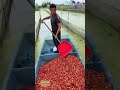 Boat Full of Crayfish Heads Thrown into the River