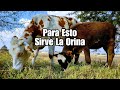 BAÑA Con ORINA de La VACA 🐮 A Los BECERROS (TRABAJA Con FEROMONAS)