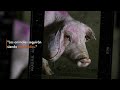 Fotoperiodismo Animal con Aitor Garmendia, Andrew Skowron y Timo Stammberger