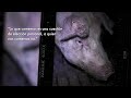 Fotoperiodismo Animal con Aitor Garmendia, Andrew Skowron y Timo Stammberger