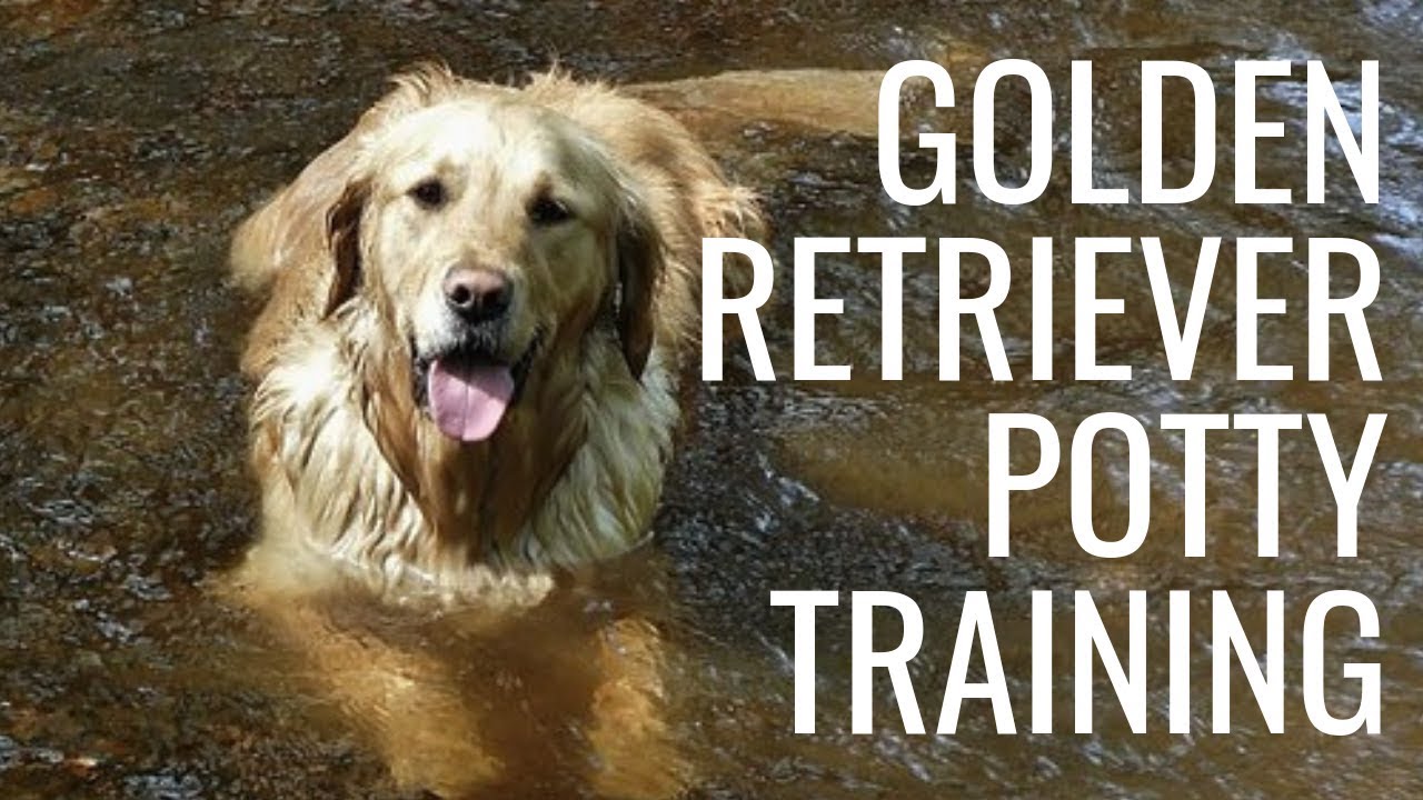 best way to potty train a golden retriever puppy