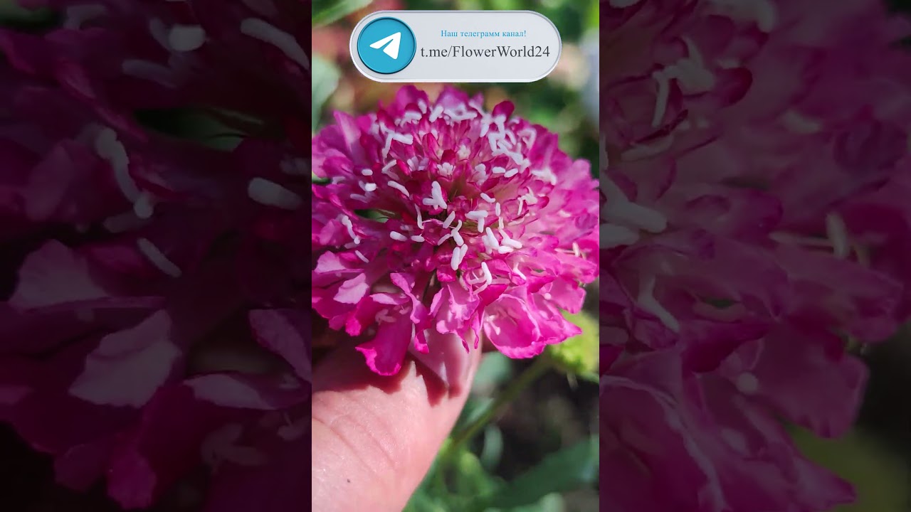 Скабиоза: Элегантность в Темно-Пурпурном.😍