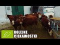 🐂 Kilka dni z życia Hodowcy Bydła Mięsnego w Ekologii | Lucerna już zaczyna rosnąć ;)