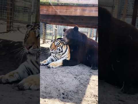 Bear And Tiger Best Friends, AMAZINGLY ADORABLE