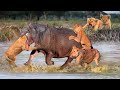 Battle Under The River! Giant Hippo Bit The Lion King&#39;s Head Off When They Clashed In The River