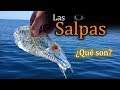 Las salpas: Transparentes y con un RARO ciclo de vida