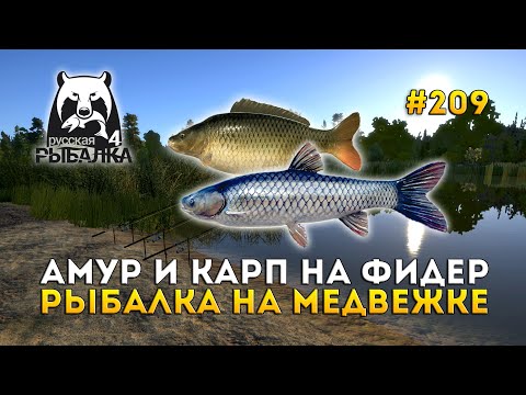 Видео: Амур и Карп на Фидер. Рыбалка на Медвежке - Русская Рыбалка 4 #209