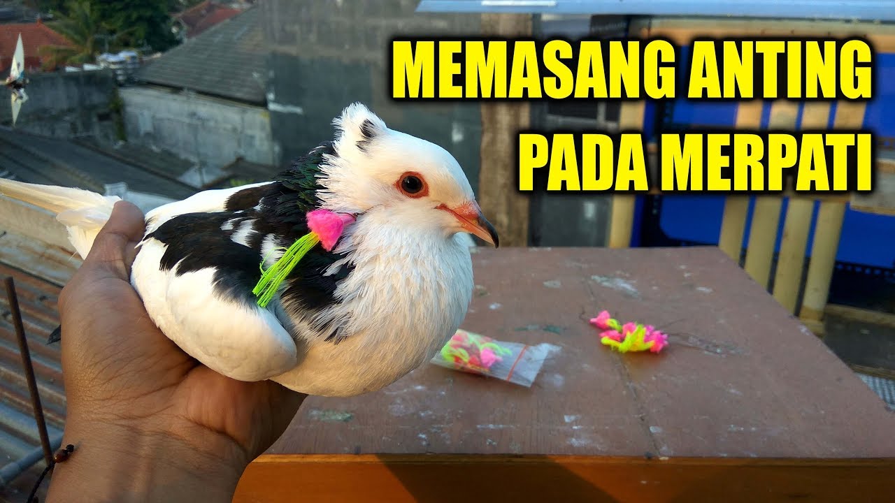 Burung Merpati Hadiah Bikin Dua Anak Ini Happy Banget Belajar