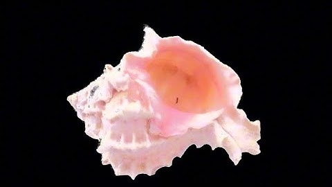 Random edit audios (pt.1) + Timestamps !!