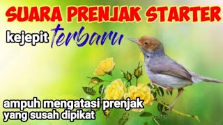 Suara Prenjak Starter Ampuh Untuk Pikat Burung Prenjak Dan Burcil