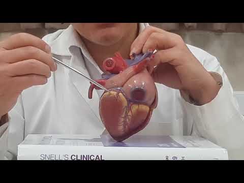 Persian Anatomy, Anatomy of the Heart, آناتومی قلب