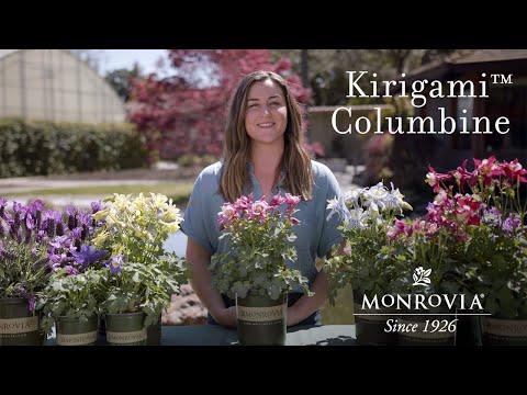 Video: Columbine Flowers. խորհուրդներ Columbines ընտրելու համար