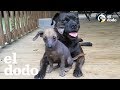 Esta perrita enferma hizo algo INCREÍBLE | El Dodo