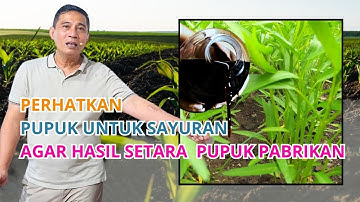 CARA YANG BENAR MEMUPUK  SAYURAN #petaniorganikindonesia #farming #bayudiningrat