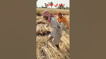ديابه في القمح 
