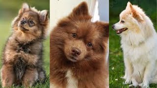 German spitz | Funny and Cute dog video compilation in 2022