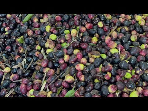 شاهد كم يعطي الزيتون من لتر في القنطار 14 في القنطار مزال ضعيف شوية اللهم صل وسلم على سيدنا محمد