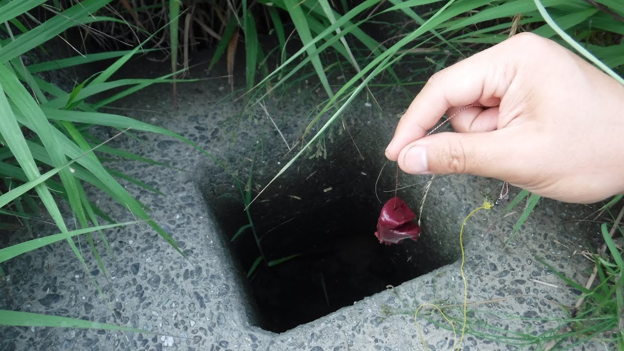 血の滴るエサをこの穴に落としてみると・・・