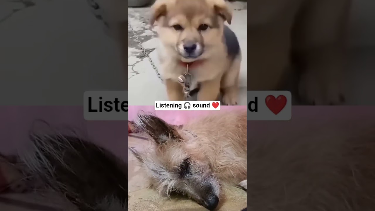 puppy sound ❤️🎧🥹#please_subscribe_my_channel #viralshorts #viewskaisebadhaye #viewskaisebadhaye