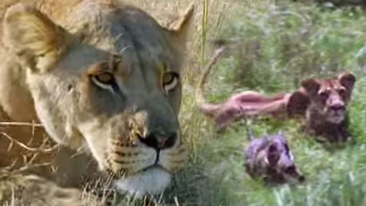 ⁣Hunting Lesson | Wildlife Specials: Lions | Spy in the Den | BBC Earth