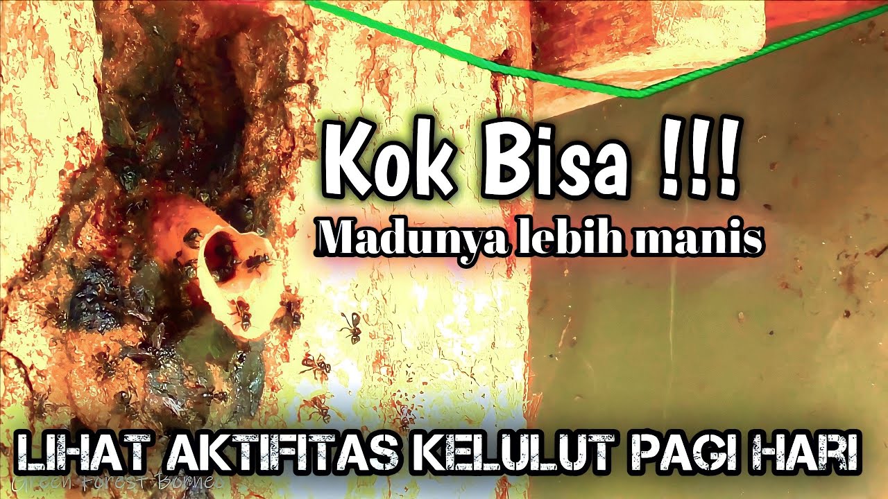 Kelulut itama!!! Manis atau masam?