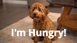 HUGO, My Cockapoo Puppy Diary: I am HUNGRY!! Please FEED ME!!