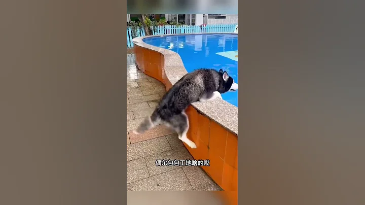 刚买的二哈，大家看看纯不纯#funny #宠物 #shorts - 天天要闻