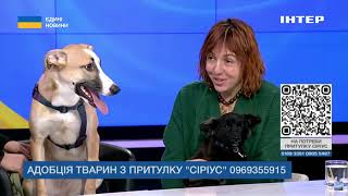 видео: ПУХНАСТИКИ ШУКАЮТЬ СІМ'Ю // працівники притулку картинка: ПУХНАСТИКИ ШУКАЮТЬ СІМ'Ю // працівники притулку
