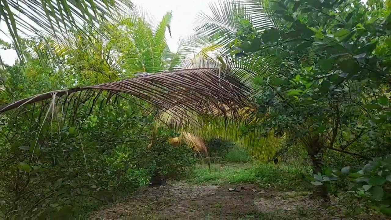 Vườn dừa ta kém hiệu quả không Chăm sóc từ đầu 