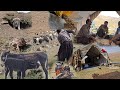 Nomadic life: from milking donkeys to building shelters for puppies and cooking in nature 🫏🐶🍲🏕️