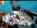 TOP ORATA - Pesca sub Compilation di 20 catture all'agguato e aspetto - Spearfishing Gilt Head Bests