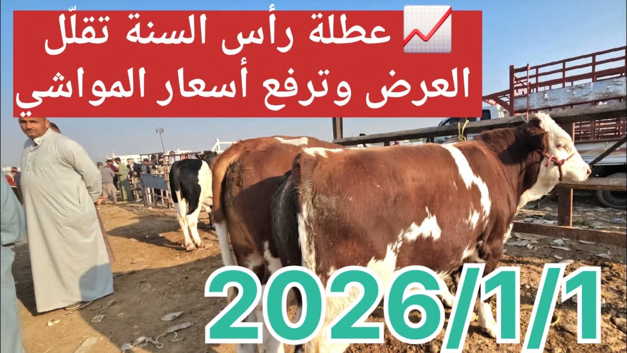 📈 عطلة رأس السنة تقلّل العرض وترفع أسعار المواشي