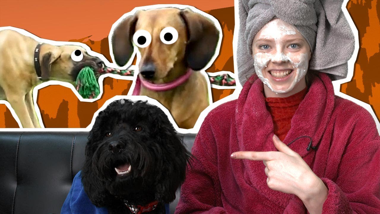 The Fluff Challenge! DOGS, DOGS, DOGS! UNTAMED BEANO XL YouTube