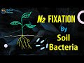 Nitrogen fixation by soil bacteria