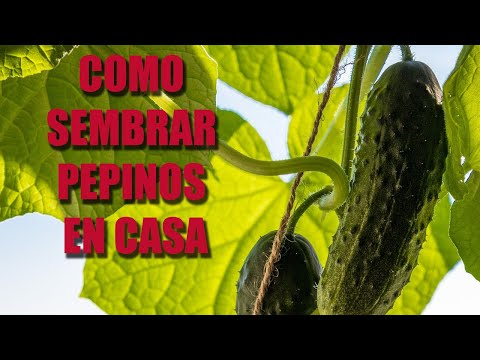 Vídeo: Conrear i cuidar els cogombres en un hivernacle