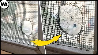 Spider Fixed a Mosquito Net. When Your IQ Is Humanlike #4
