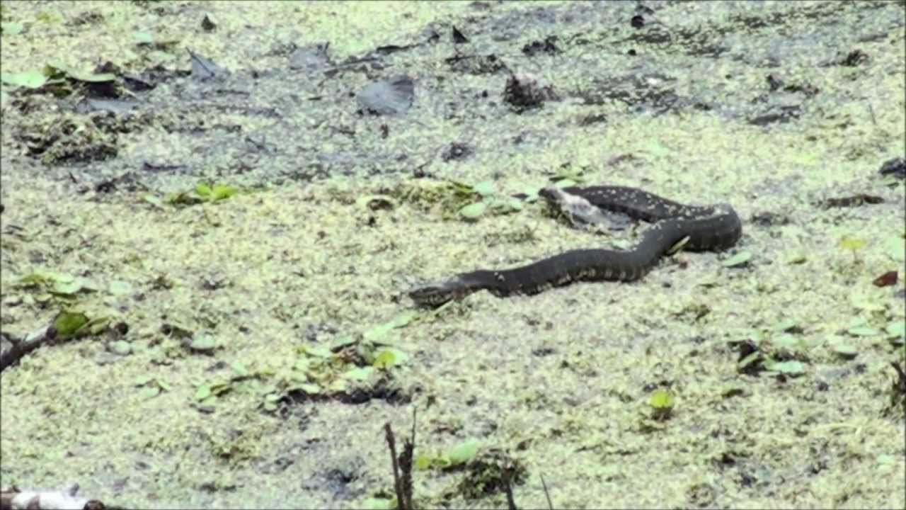 Cottonmouth (Water Moccasin) Hunting For Food YouTube