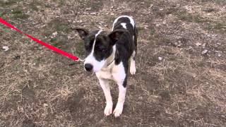 Destiny, Female Pit Bull For Adoption At Humane Society In Gary Northwest Indiana