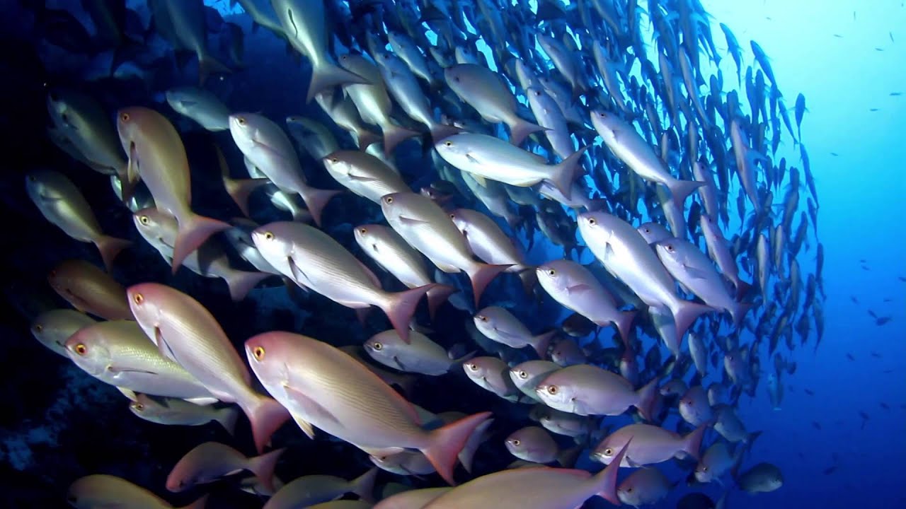 Alex Lindbloom Videography Showreel, March 2016