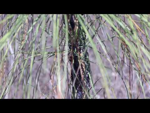 Vídeo: Slash Pine Tree Information - O que é um Slash Pine Tree