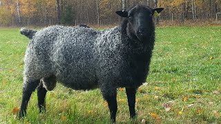 Gotland Sheep | Viking Hardiness