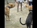 Pakistani Bully Vs Pitbull Pakistani Bully Vs Pitbull