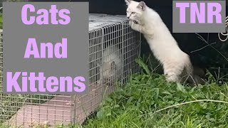 Cat trapping videos feral cats (and kittens) for TNR Jackson County WV