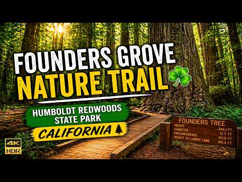 Founders Grove Nature Trail ☘️ | Humboldt Redwoods State Park California 4k 60 Fps
