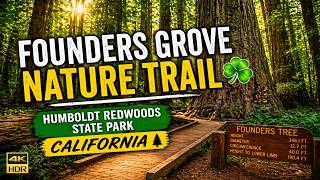 Founders Grove Nature Trail ☘️ | Humboldt Redwoods State Park California 4K 60 FPS