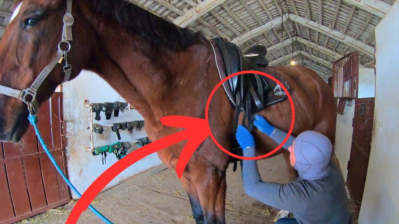 HOW to EQUIP HORSE for racing? - Full horse hoof Cleaning!