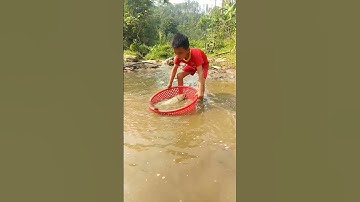 Bắt cá trắm cỏ khủng